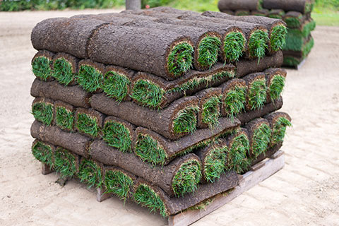 A pallet of Superior Fescue sod